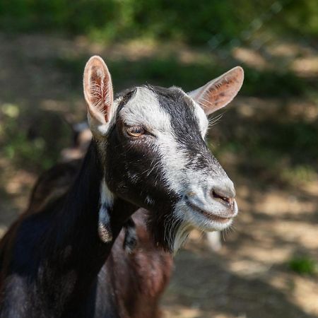 Alpaca Country House Pontedera Luaran gambar