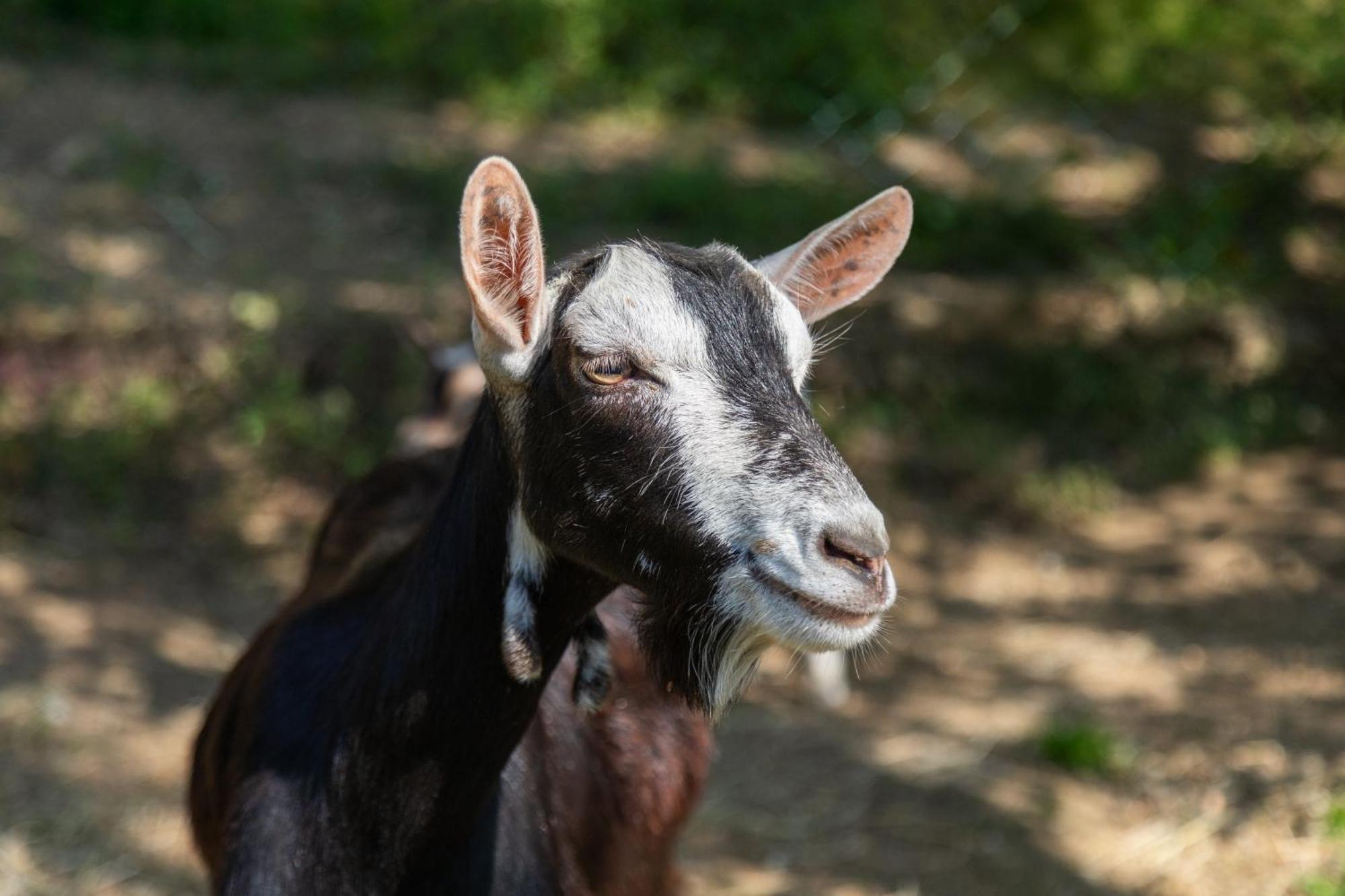 Alpaca Country House Pontedera Luaran gambar