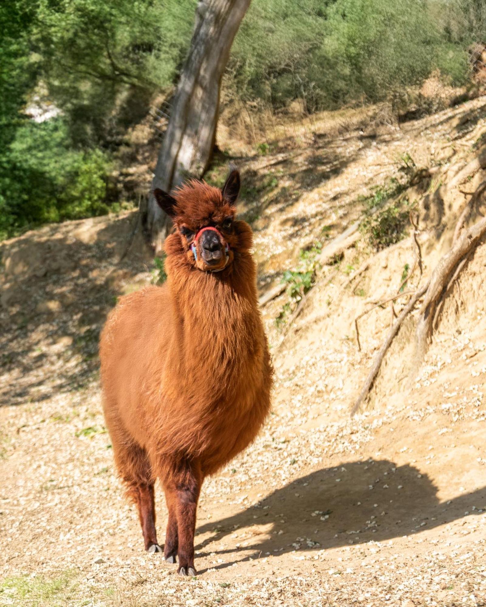 Alpaca Country House Pontedera Luaran gambar