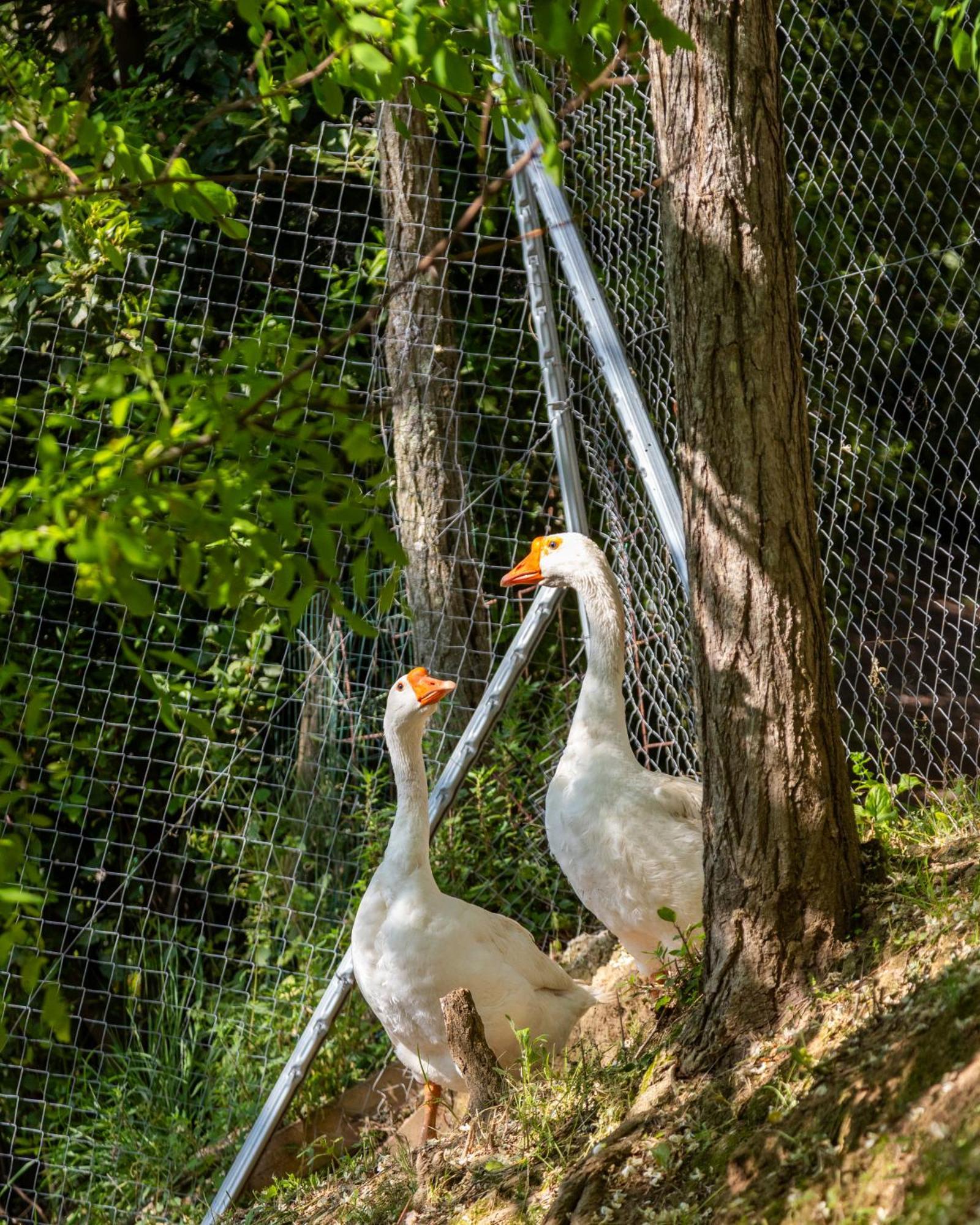 Alpaca Country House Pontedera Luaran gambar