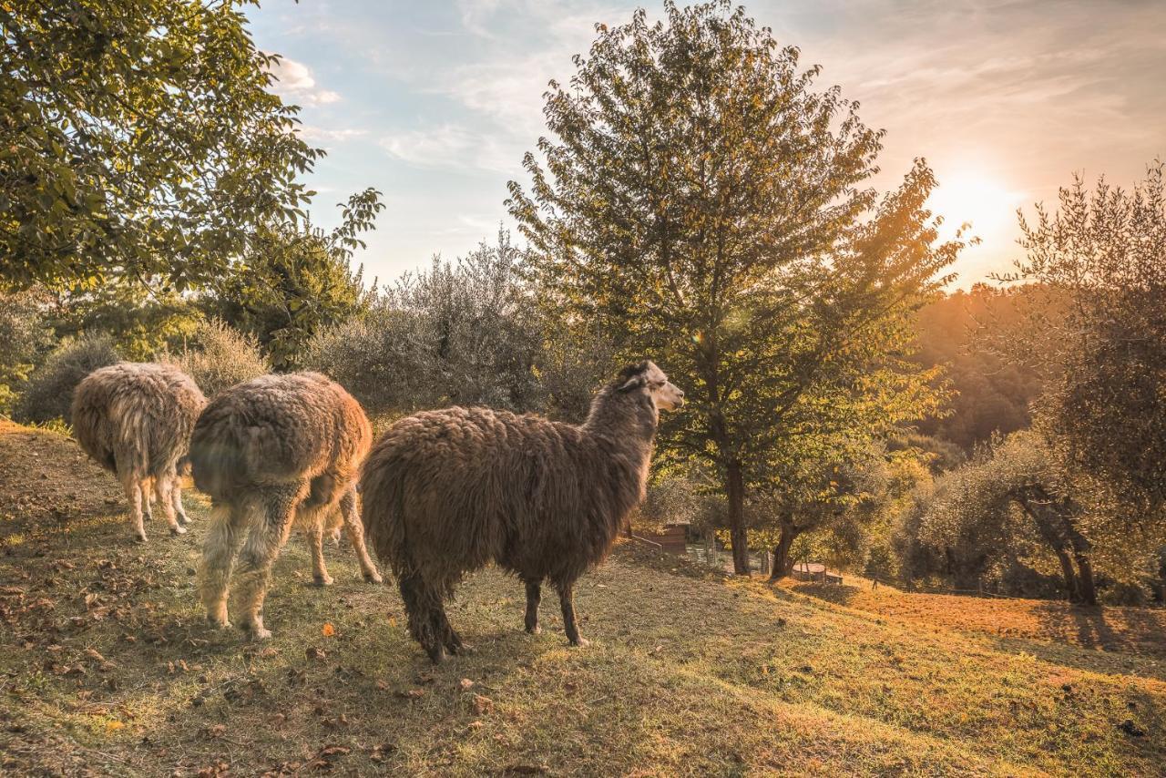Alpaca Country House Pontedera Luaran gambar