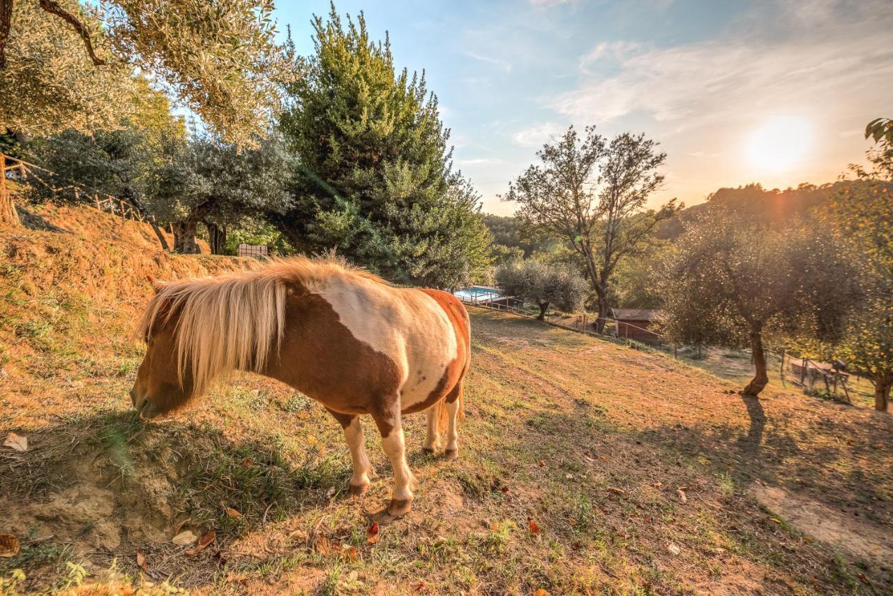 Alpaca Country House Pontedera Luaran gambar
