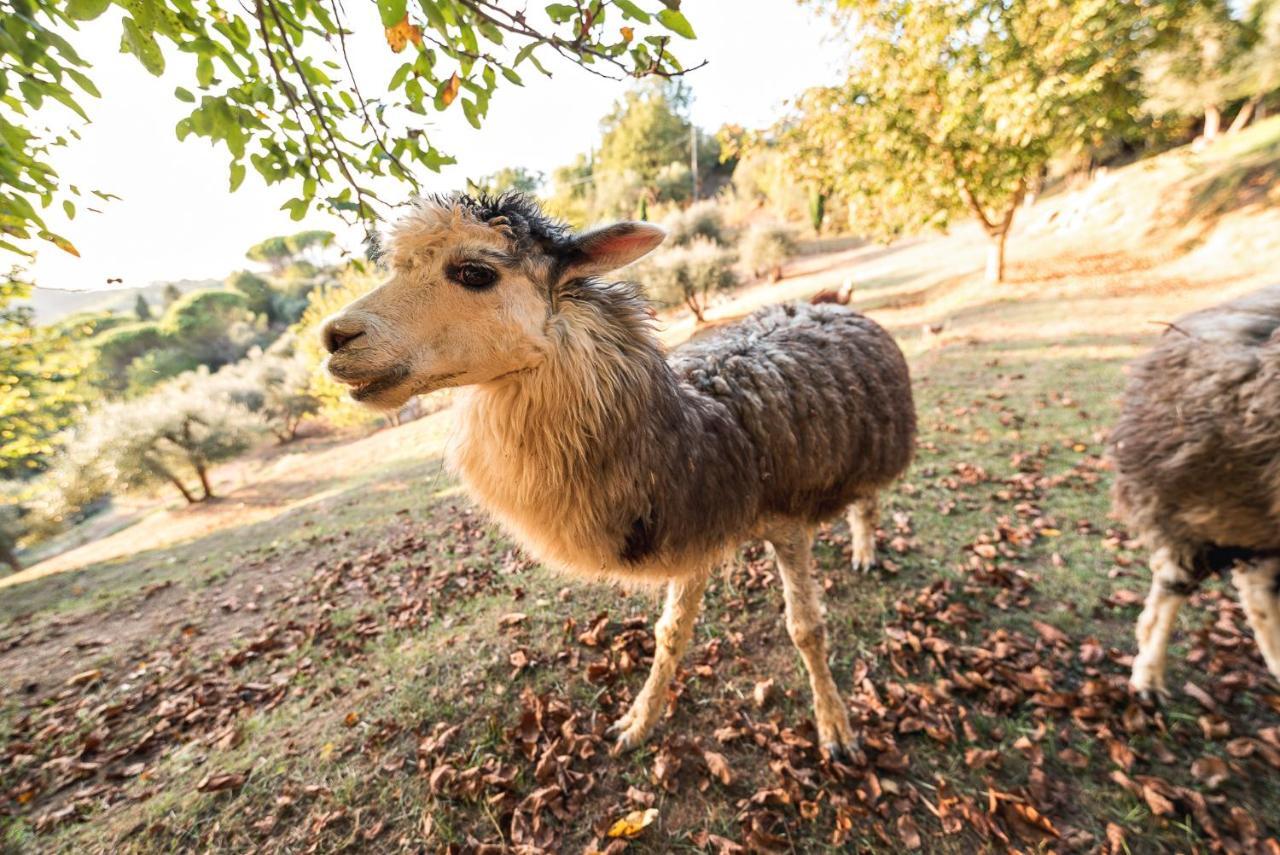 Alpaca Country House Pontedera Luaran gambar