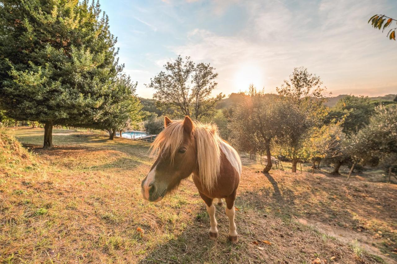 Alpaca Country House Pontedera Luaran gambar